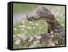 Western Diamondback Rattlesnake, Texas, USA-Larry Ditto-Framed Stretched Canvas