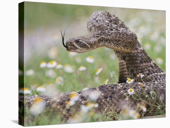 Western Diamondback Rattlesnake, Texas, USA-Larry Ditto-Stretched Canvas