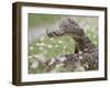 Western Diamondback Rattlesnake, Texas, USA-Larry Ditto-Framed Premium Photographic Print