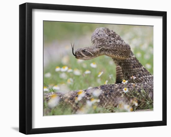 Western Diamondback Rattlesnake, Texas, USA-Larry Ditto-Framed Premium Photographic Print