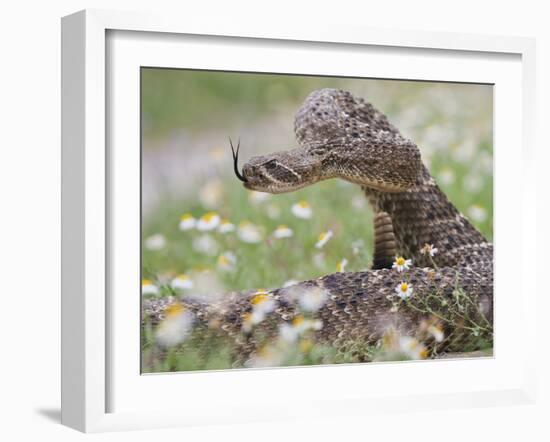 Western Diamondback Rattlesnake, Texas, USA-Larry Ditto-Framed Premium Photographic Print