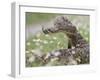 Western Diamondback Rattlesnake, Texas, USA-Larry Ditto-Framed Premium Photographic Print