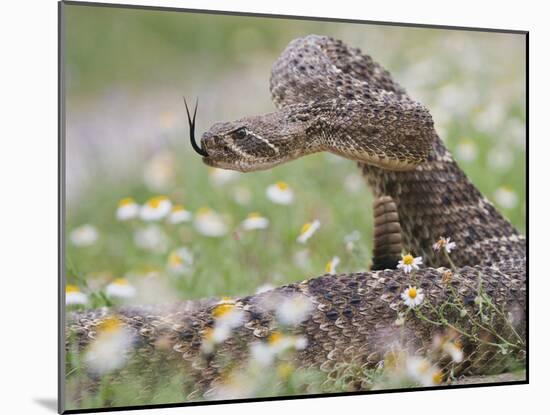 Western Diamondback Rattlesnake, Texas, USA-Larry Ditto-Mounted Premium Photographic Print