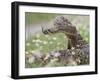 Western Diamondback Rattlesnake, Texas, USA-Larry Ditto-Framed Photographic Print