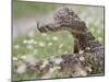 Western Diamondback Rattlesnake, Texas, USA-Larry Ditto-Mounted Photographic Print