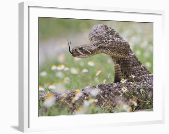 Western Diamondback Rattlesnake, Texas, USA-Larry Ditto-Framed Photographic Print