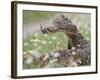 Western Diamondback Rattlesnake, Texas, USA-Larry Ditto-Framed Photographic Print