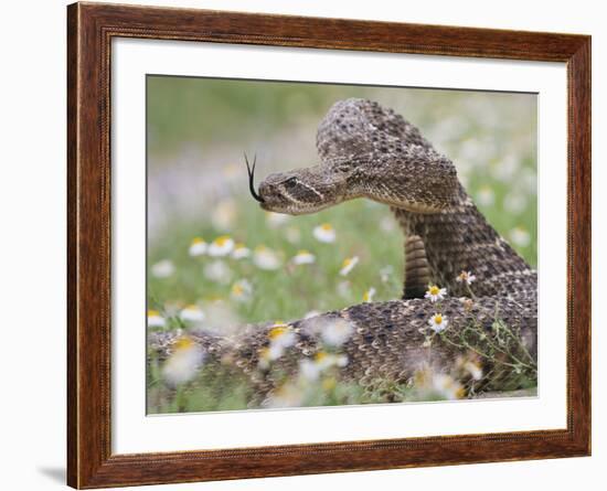 Western Diamondback Rattlesnake, Texas, USA-Larry Ditto-Framed Photographic Print