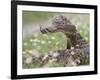 Western Diamondback Rattlesnake, Texas, USA-Larry Ditto-Framed Photographic Print