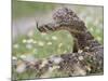 Western Diamondback Rattlesnake, Texas, USA-Larry Ditto-Mounted Photographic Print