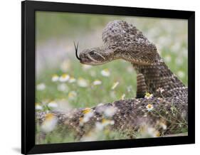 Western Diamondback Rattlesnake, Texas, USA-Larry Ditto-Framed Photographic Print