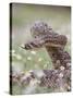 Western Diamondback Rattlesnake, Texas, USA-Larry Ditto-Stretched Canvas