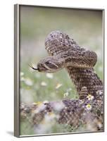 Western Diamondback Rattlesnake, Texas, USA-Larry Ditto-Framed Photographic Print