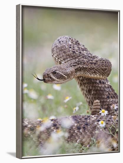 Western Diamondback Rattlesnake, Texas, USA-Larry Ditto-Framed Photographic Print