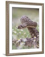 Western Diamondback Rattlesnake, Texas, USA-Larry Ditto-Framed Photographic Print