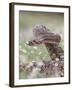 Western Diamondback Rattlesnake, Texas, USA-Larry Ditto-Framed Photographic Print