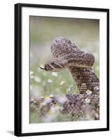 Western Diamondback Rattlesnake, Texas, USA-Larry Ditto-Framed Photographic Print