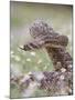 Western Diamondback Rattlesnake, Texas, USA-Larry Ditto-Mounted Photographic Print