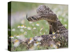 Western Diamondback Rattlesnake, Texas, USA-Larry Ditto-Stretched Canvas