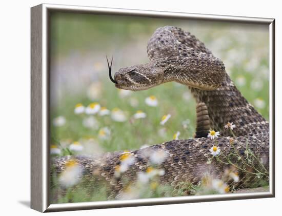 Western Diamondback Rattlesnake, Texas, USA-Larry Ditto-Framed Photographic Print