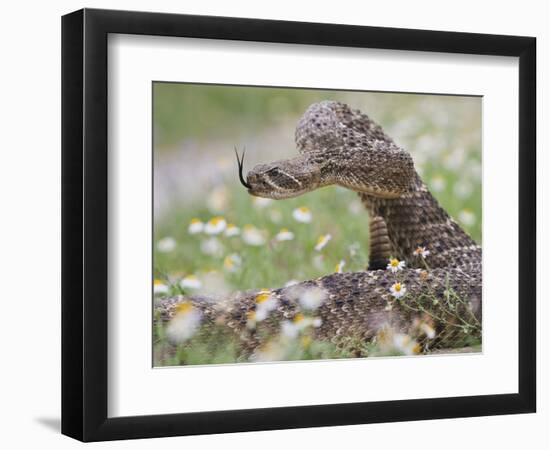 Western Diamondback Rattlesnake, Texas, USA-Larry Ditto-Framed Photographic Print