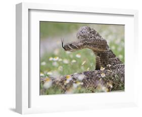 Western Diamondback Rattlesnake, Texas, USA-Larry Ditto-Framed Photographic Print