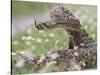 Western Diamondback Rattlesnake, Texas, USA-Larry Ditto-Stretched Canvas