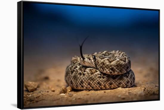 Western diamondback rattlesnake young, coiled up, Texas-Karine Aigner-Framed Stretched Canvas