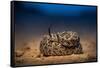 Western diamondback rattlesnake young, coiled up, Texas-Karine Aigner-Framed Stretched Canvas