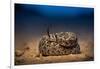 Western diamondback rattlesnake young, coiled up, Texas-Karine Aigner-Framed Photographic Print