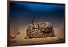 Western diamondback rattlesnake young, coiled up, Texas-Karine Aigner-Framed Photographic Print