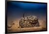 Western diamondback rattlesnake young, coiled up, Texas-Karine Aigner-Framed Photographic Print