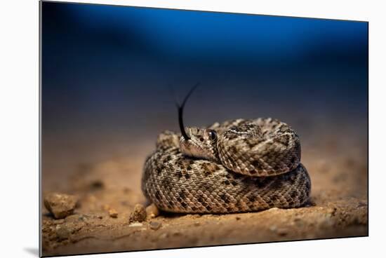 Western diamondback rattlesnake young, coiled up, Texas-Karine Aigner-Mounted Photographic Print