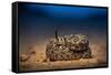 Western diamondback rattlesnake young, coiled up, Texas-Karine Aigner-Framed Stretched Canvas