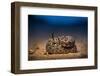 Western diamondback rattlesnake young, coiled up, Texas-Karine Aigner-Framed Photographic Print