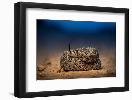 Western diamondback rattlesnake young, coiled up, Texas-Karine Aigner-Framed Photographic Print