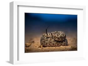 Western diamondback rattlesnake young, coiled up, Texas-Karine Aigner-Framed Photographic Print