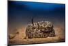 Western diamondback rattlesnake young, coiled up, Texas-Karine Aigner-Mounted Photographic Print