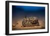 Western diamondback rattlesnake young, coiled up, Texas-Karine Aigner-Framed Photographic Print