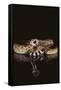 Western Diamondback Rattlesnake-DLILLC-Framed Stretched Canvas