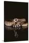 Western Diamondback Rattlesnake-DLILLC-Stretched Canvas