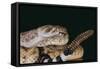 Western Diamondback Rattlesnake-DLILLC-Framed Stretched Canvas