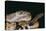 Western Diamondback Rattlesnake-DLILLC-Stretched Canvas