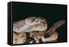 Western Diamondback Rattlesnake-DLILLC-Framed Stretched Canvas