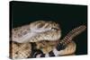 Western Diamondback Rattlesnake-DLILLC-Stretched Canvas