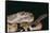 Western Diamondback Rattlesnake-DLILLC-Framed Stretched Canvas