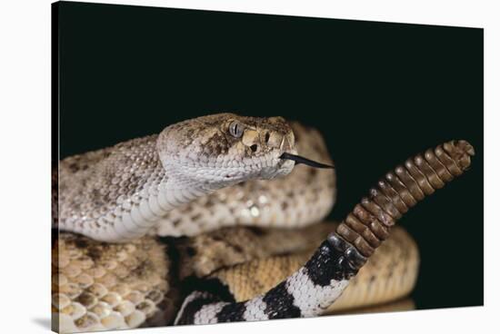 Western Diamondback Rattlesnake-DLILLC-Stretched Canvas