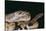 Western Diamondback Rattlesnake-DLILLC-Stretched Canvas