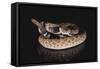 Western Diamondback Rattlesnake-DLILLC-Framed Stretched Canvas