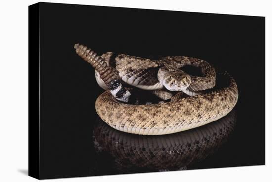 Western Diamondback Rattlesnake-DLILLC-Stretched Canvas